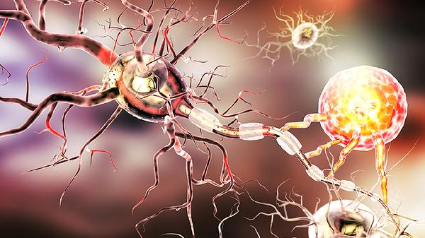 神经性疼痛与脊髓损伤——普罗布考抗氧化抗炎的双重保护